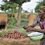 Nigerian women harvesting and sorting shea nuts affected by the country’s export ban
