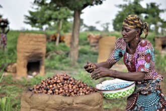 Nigerian women harvesting and sorting shea nuts affected by the country’s export ban