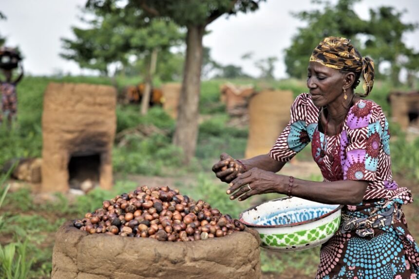 Nigerian women harvesting and sorting shea nuts affected by the country’s export ban