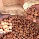 Nigerian women sorting shea nuts at a rural processing center amid the government’s export ban