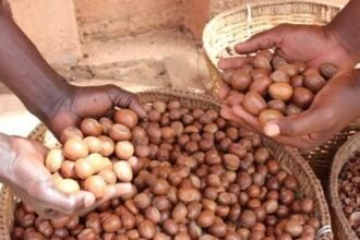 Nigerian women sorting shea nuts at a rural processing center amid the government’s export ban