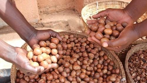 Nigerian women sorting shea nuts at a rural processing center amid the government’s export ban