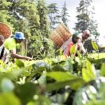 Kenyan smallholder farmers harvesting crops as access to bank and SACCO financing tightens