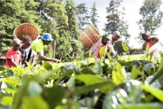 Kenyan smallholder farmers harvesting crops as access to bank and SACCO financing tightens