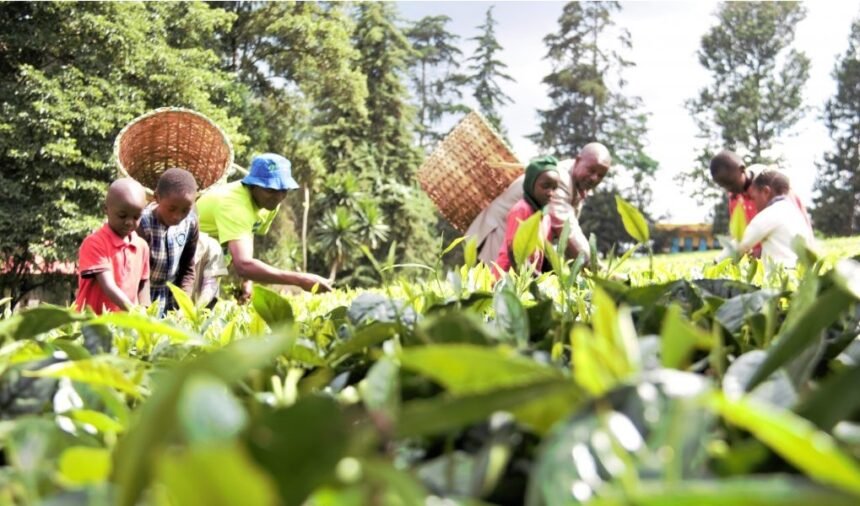 Kenyan smallholder farmers harvesting crops as access to bank and SACCO financing tightens