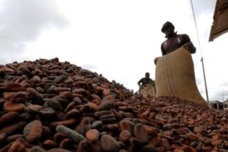 Cocoa beans harvested by farmers in Ivory Coast amid government buyback scheme