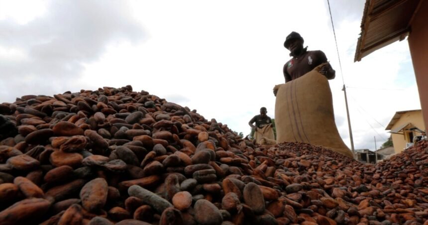 Cocoa beans harvested by farmers in Ivory Coast amid government buyback scheme