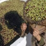 Tunisian olive farmers harvesting olives during a bumper season set to boost olive oil production