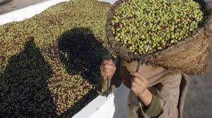 Tunisian olive farmers harvesting olives during a bumper season set to boost olive oil production