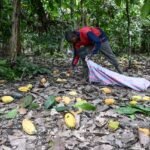 Rain-damaged cocoa pods on a farm in Ivory Coast as heavy rains disrupt cocoa production