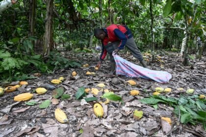 Rain-damaged cocoa pods on a farm in Ivory Coast as heavy rains disrupt cocoa production