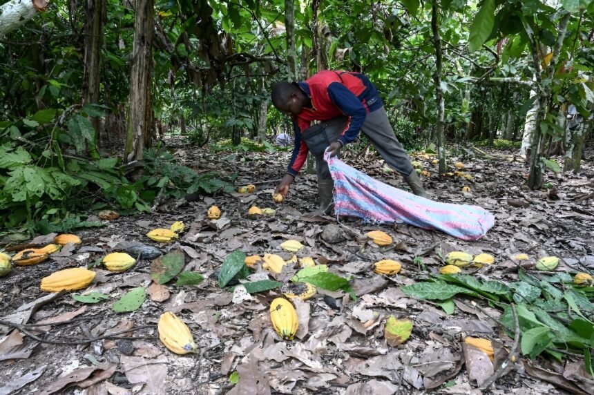 Rain-damaged cocoa pods on a farm in Ivory Coast as heavy rains disrupt cocoa production